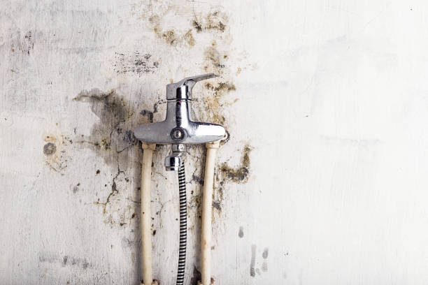 Best Emergency Mold Remediation in Vista Center, NJ