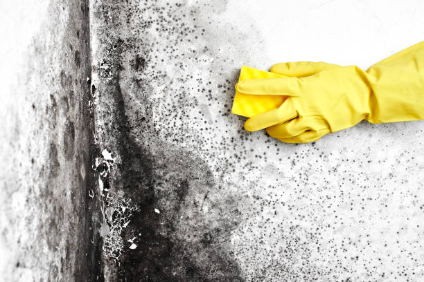 Best White Mold Remediation in Vista Center, NJ