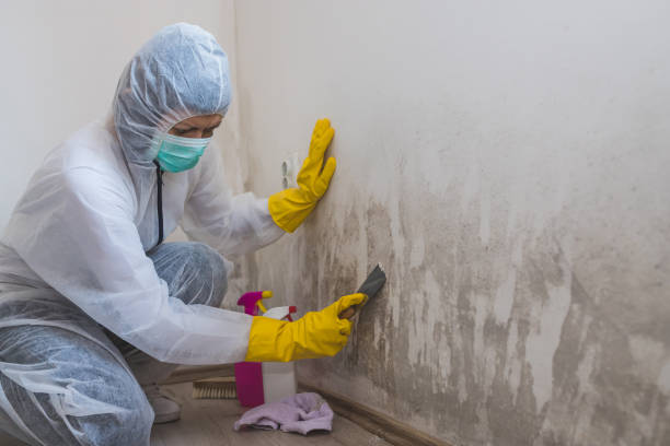 Best Residential Mold Remediation in Vista Center, NJ