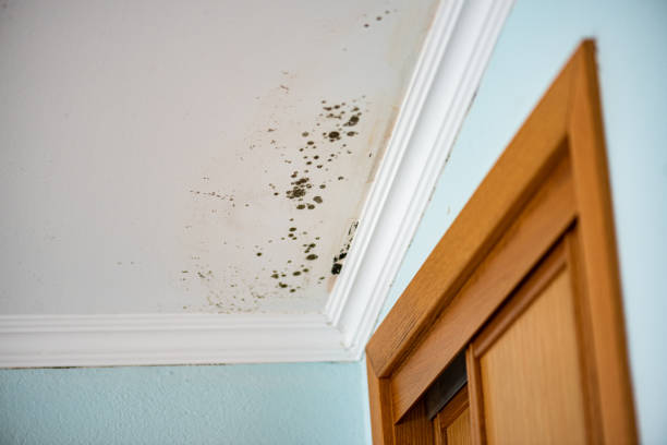 Professional Mold Remediation in Vista Center, NJ