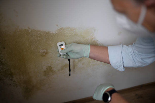 Best Mold Testing and Inspection Services in Vista Center, NJ