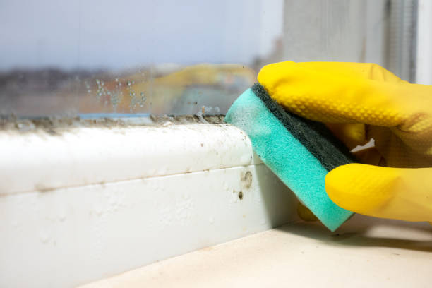 Best Health and Safety Mold Remediation in Vista Center, NJ